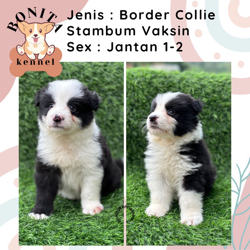 Border Collie Stambum Anak Anjing Border Collie Jantan Betina