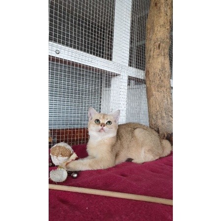 kucing british shorthair golden ny12/ bsh female / kitten bsh
